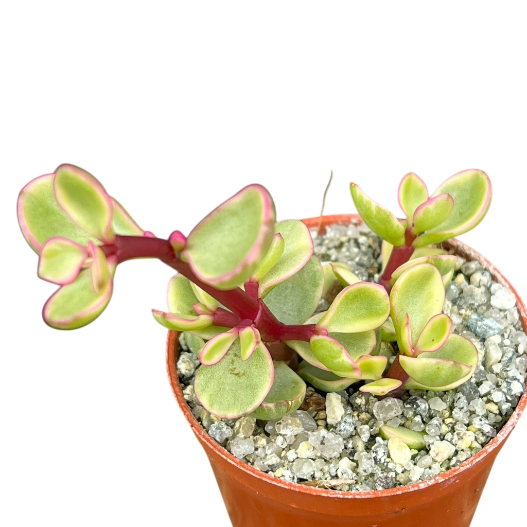Portulacaria afra f. variegata