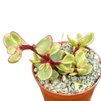 Portulacaria afra f. variegata