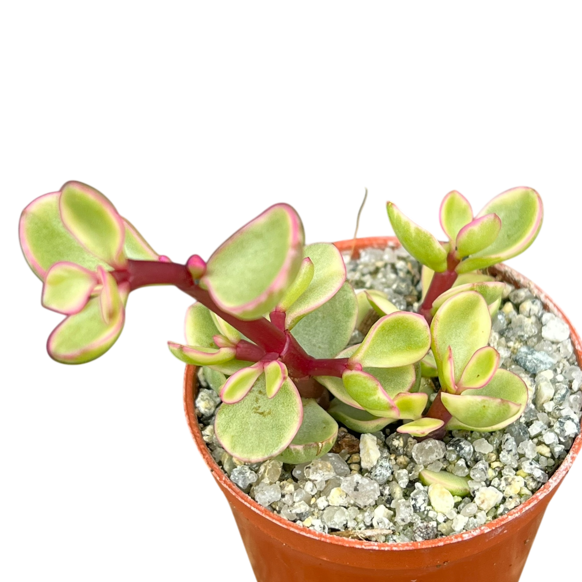 Portulacaria afra f. variegata
