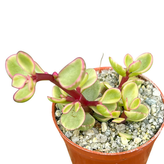 Portulacaria afra f. variegata