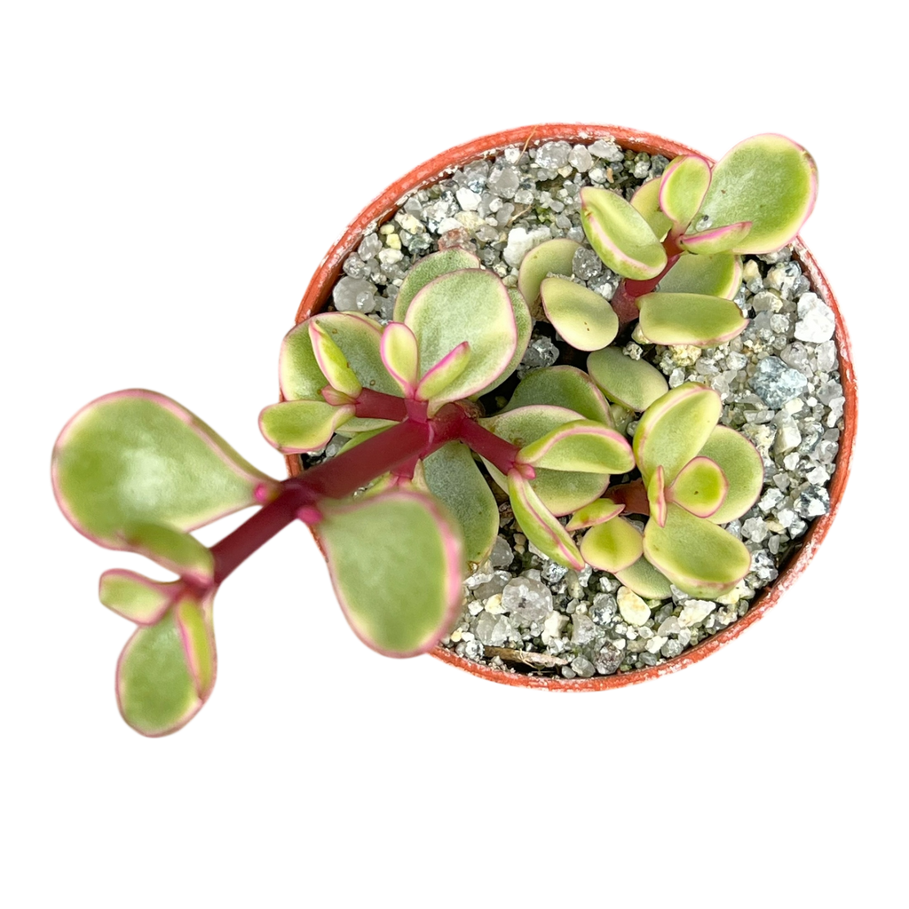 Portulacaria afra f. variegata