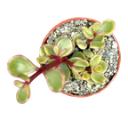 Portulacaria afra f. variegata