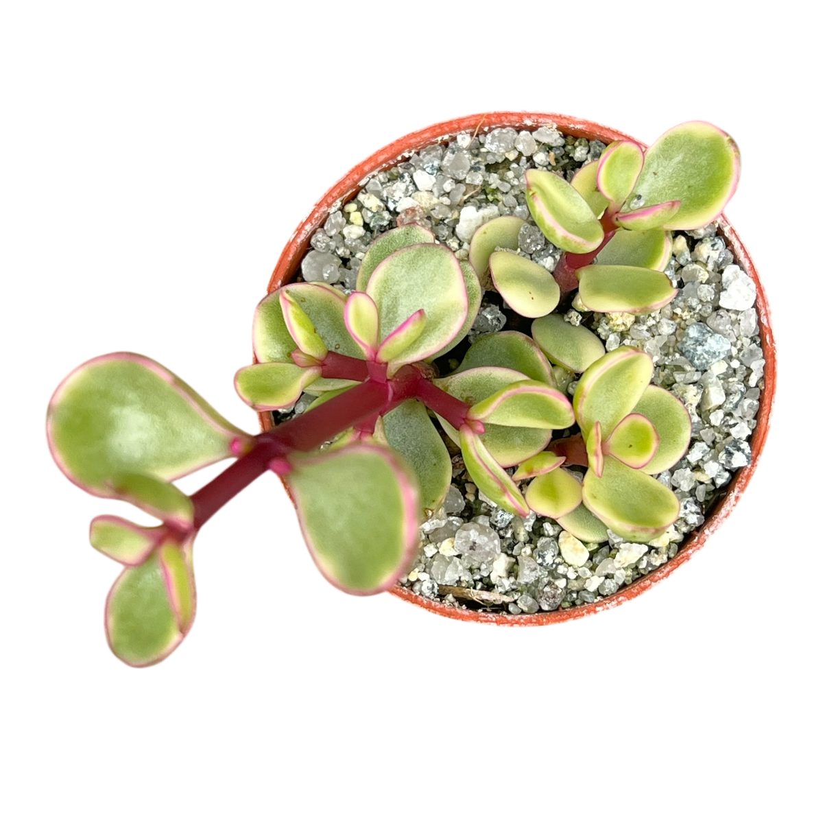 Portulacaria afra f. variegata
