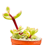 Portulacaria afra f. variegata