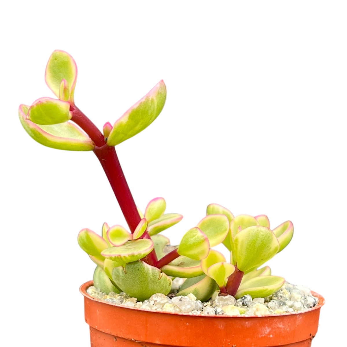 Portulacaria afra f. variegata