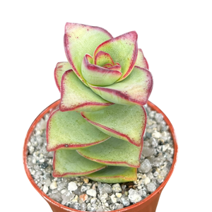 Crassula perforata