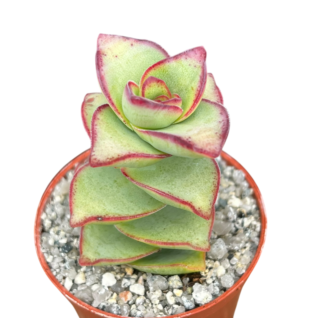 Crassula perforata