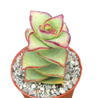 Crassula perforata