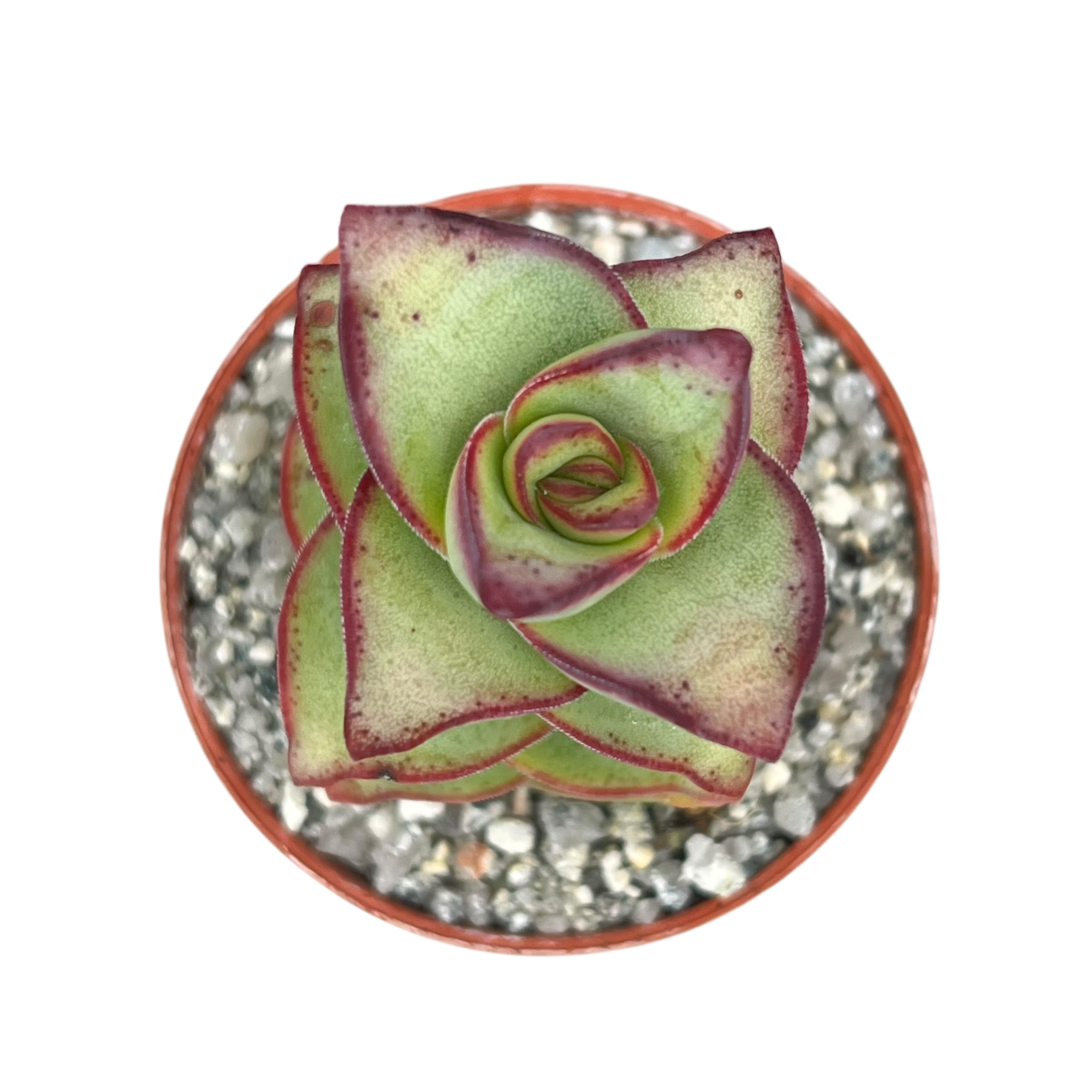 succulent spreading Crassula perforata – Surreal Succulents