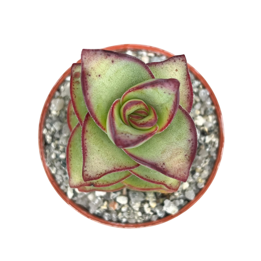 Crassula perforata