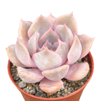 Echeveria 'Orion'