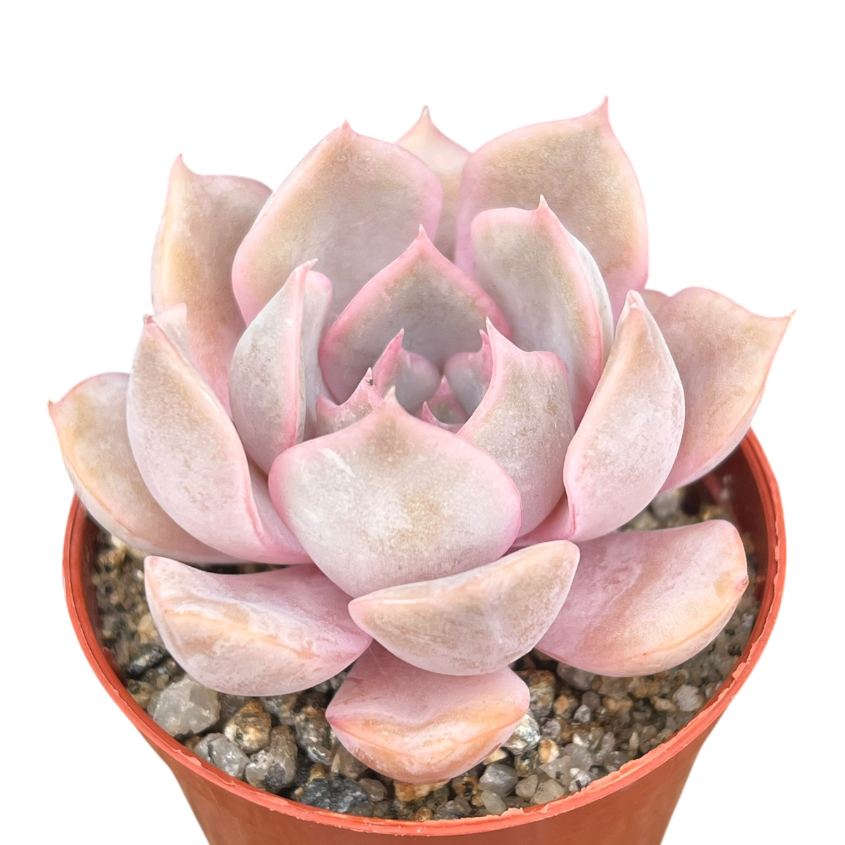 Echeveria 'Orion'