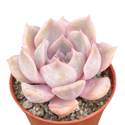 Echeveria 'Orion'
