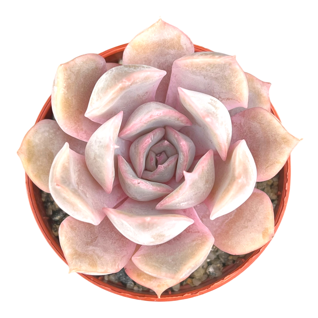 Echeveria 'Orion'