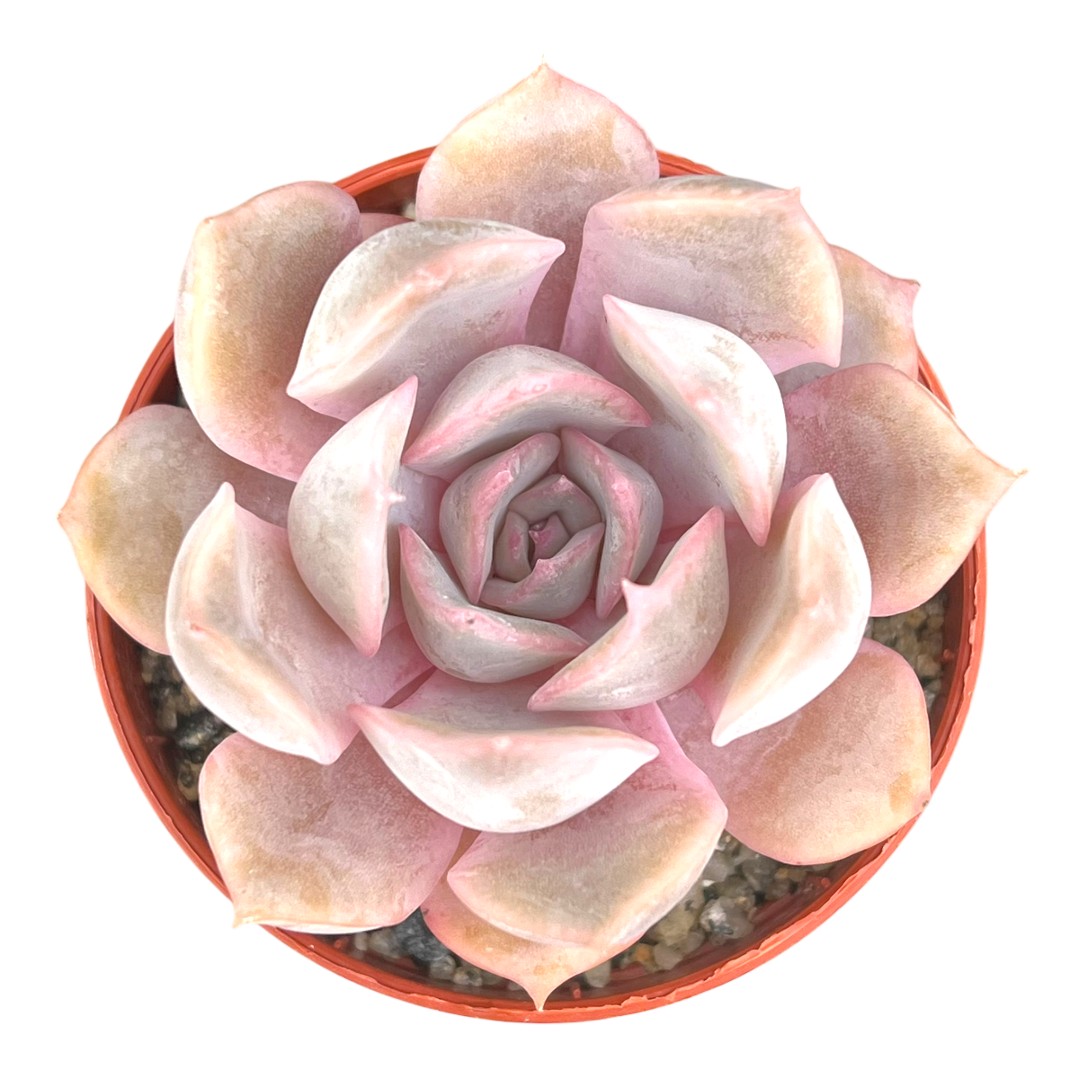 Echeveria 'Orion'