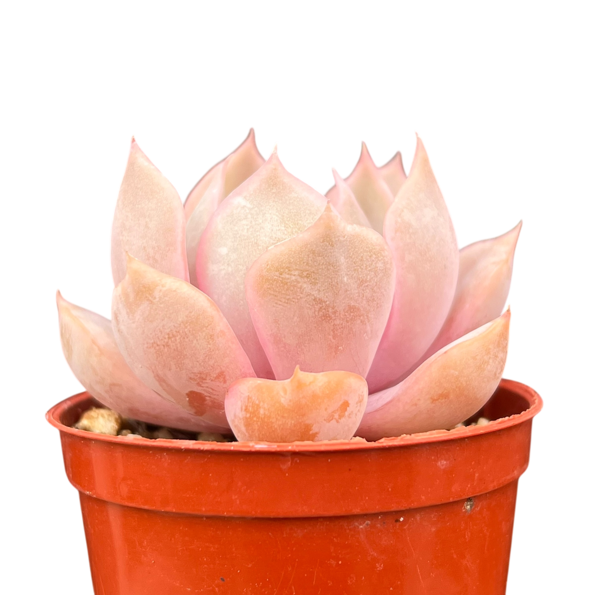echeveria orion succulent Echeveria 'Orion' – Surreal Succulents