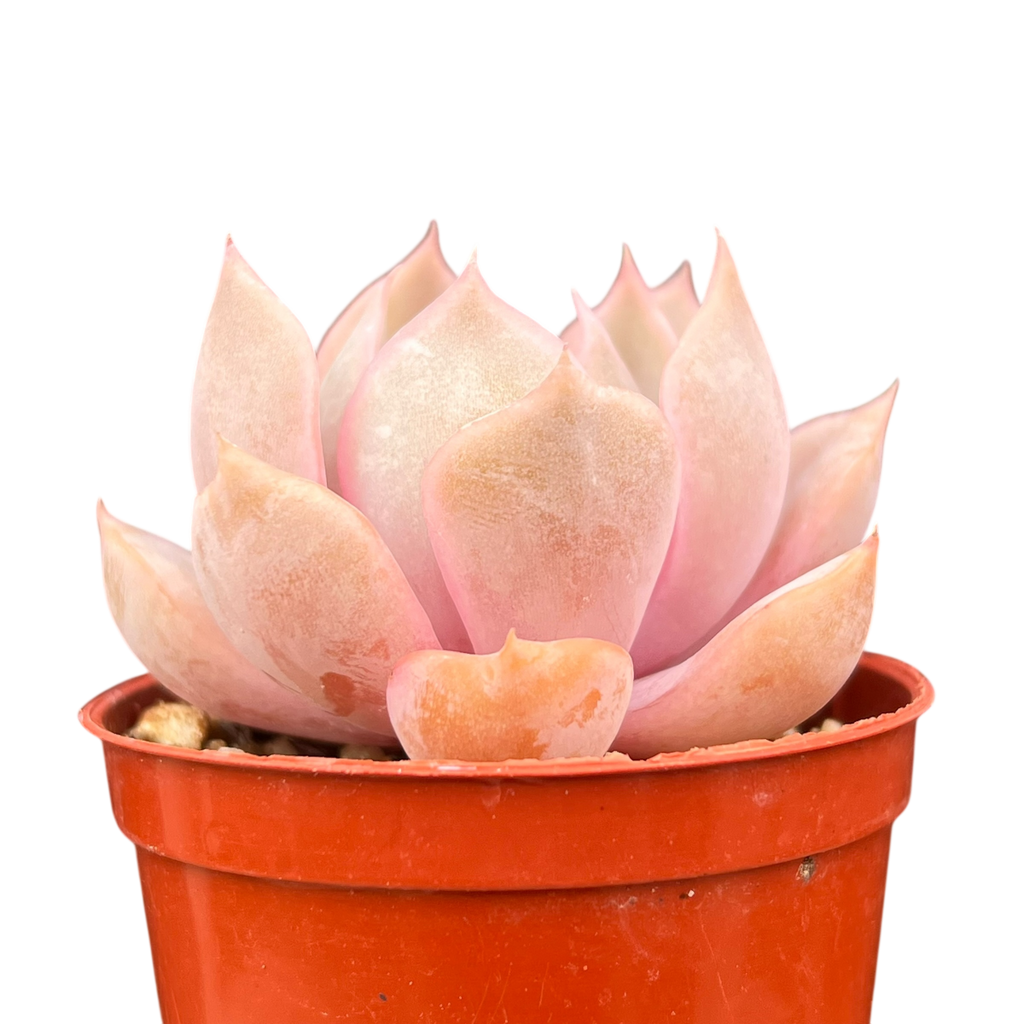 Echeveria 'Orion'