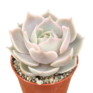 Echeveria 'Holy Gate'