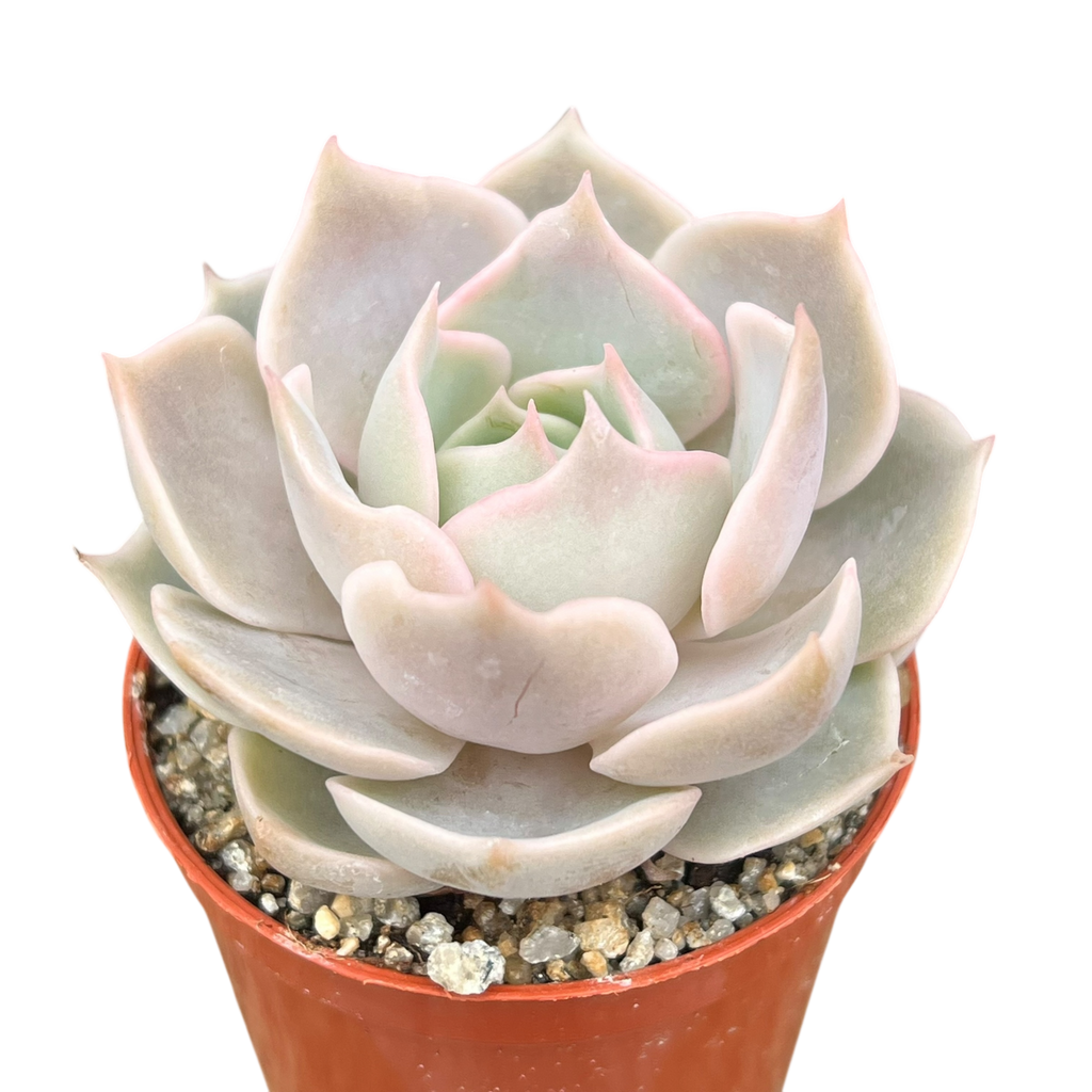 Echeveria 'Holy Gate'