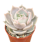 Echeveria 'Holy Gate'