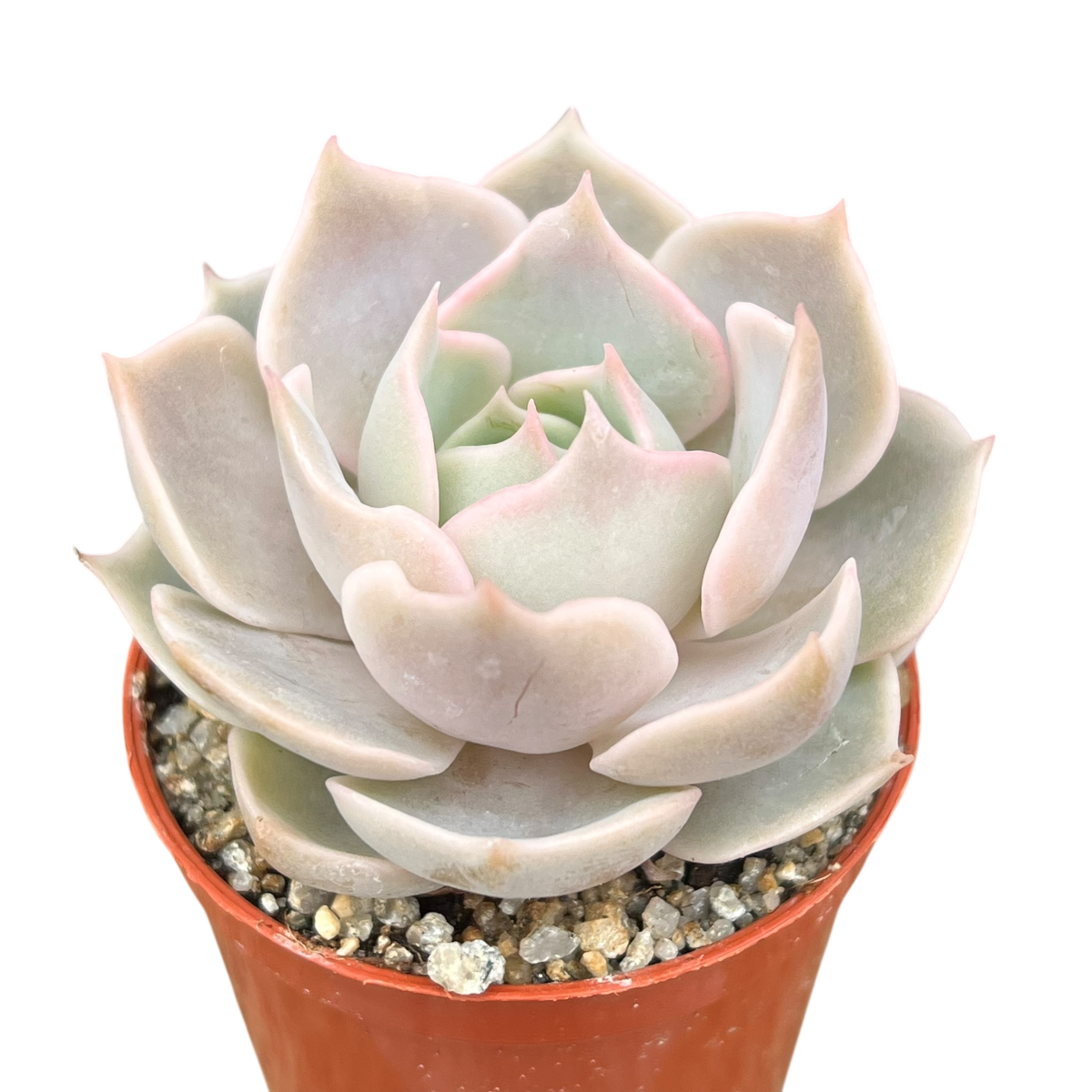 Echeveria 'Holy Gate'