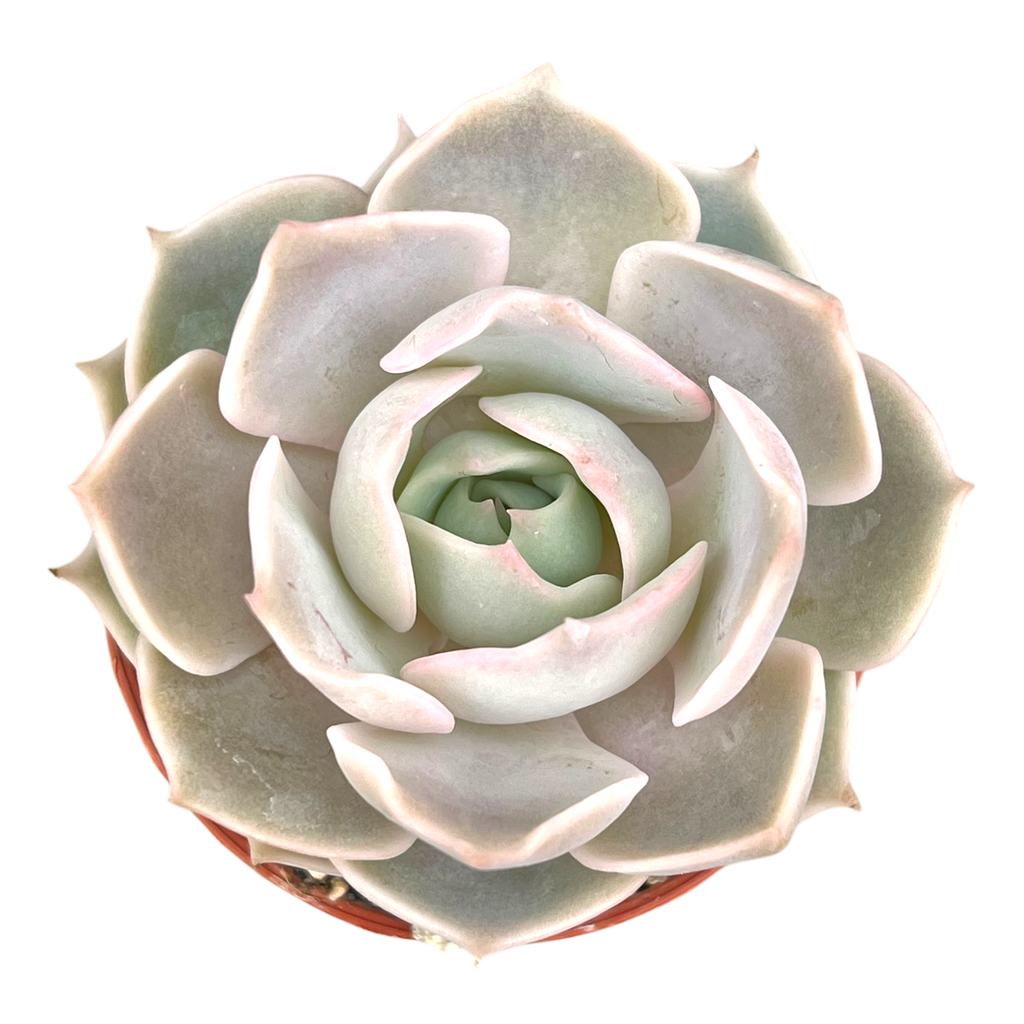 Echeveria 'Holy Gate'