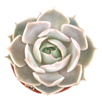 Echeveria 'Holy Gate'