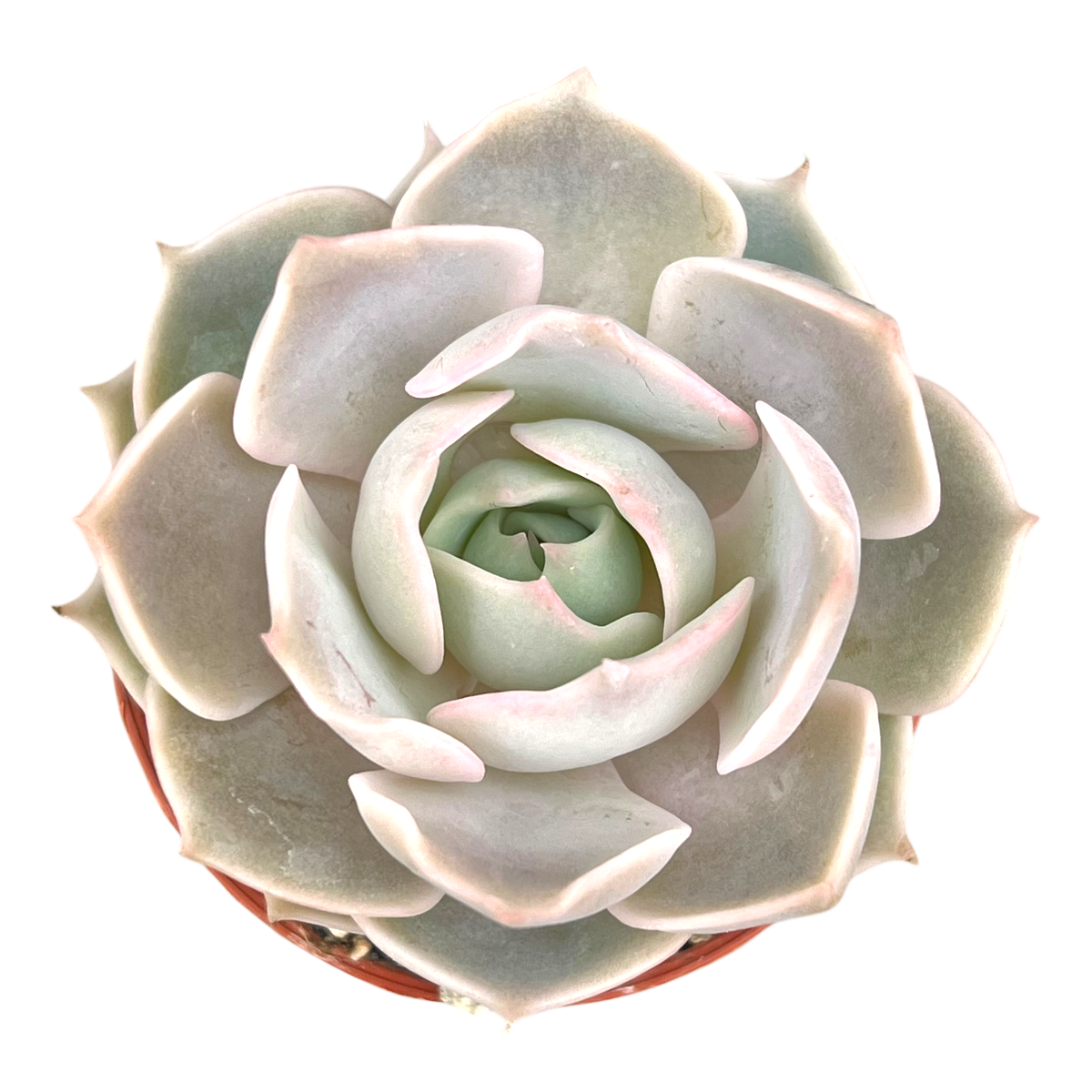 Echeveria 'Holy Gate'