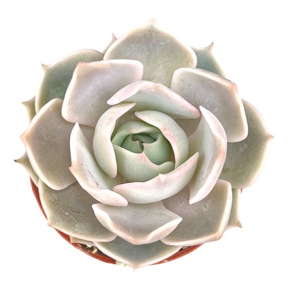 Echeveria 'Holy Gate'