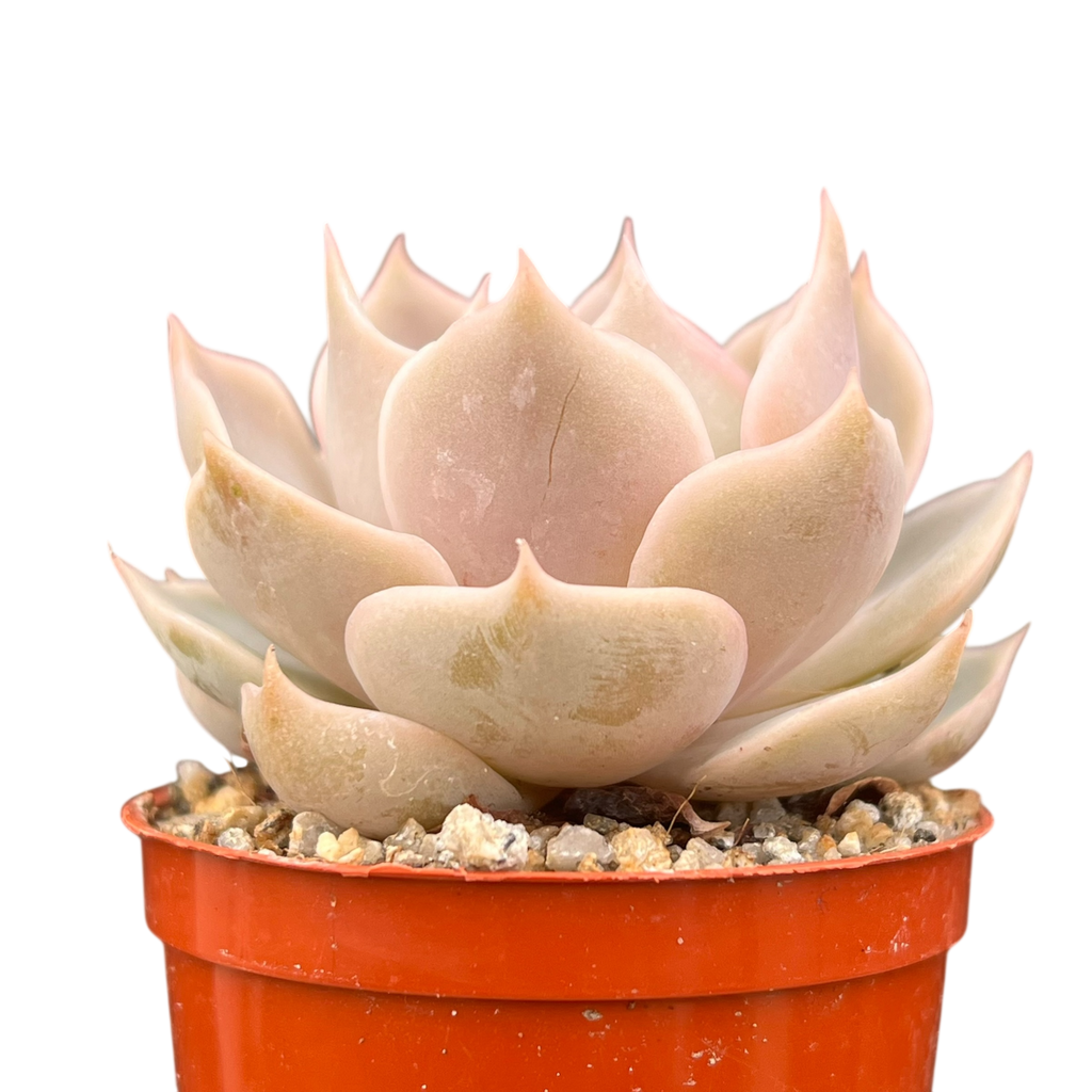 Echeveria 'Holy Gate'