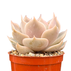 Echeveria 'Holy Gate'