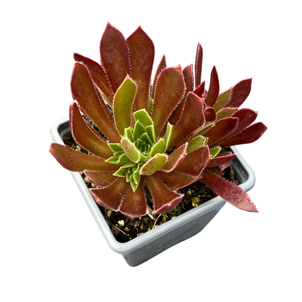 Aeonium 'Cornish Tribute'