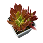 Aeonium 'Cornish Tribute'