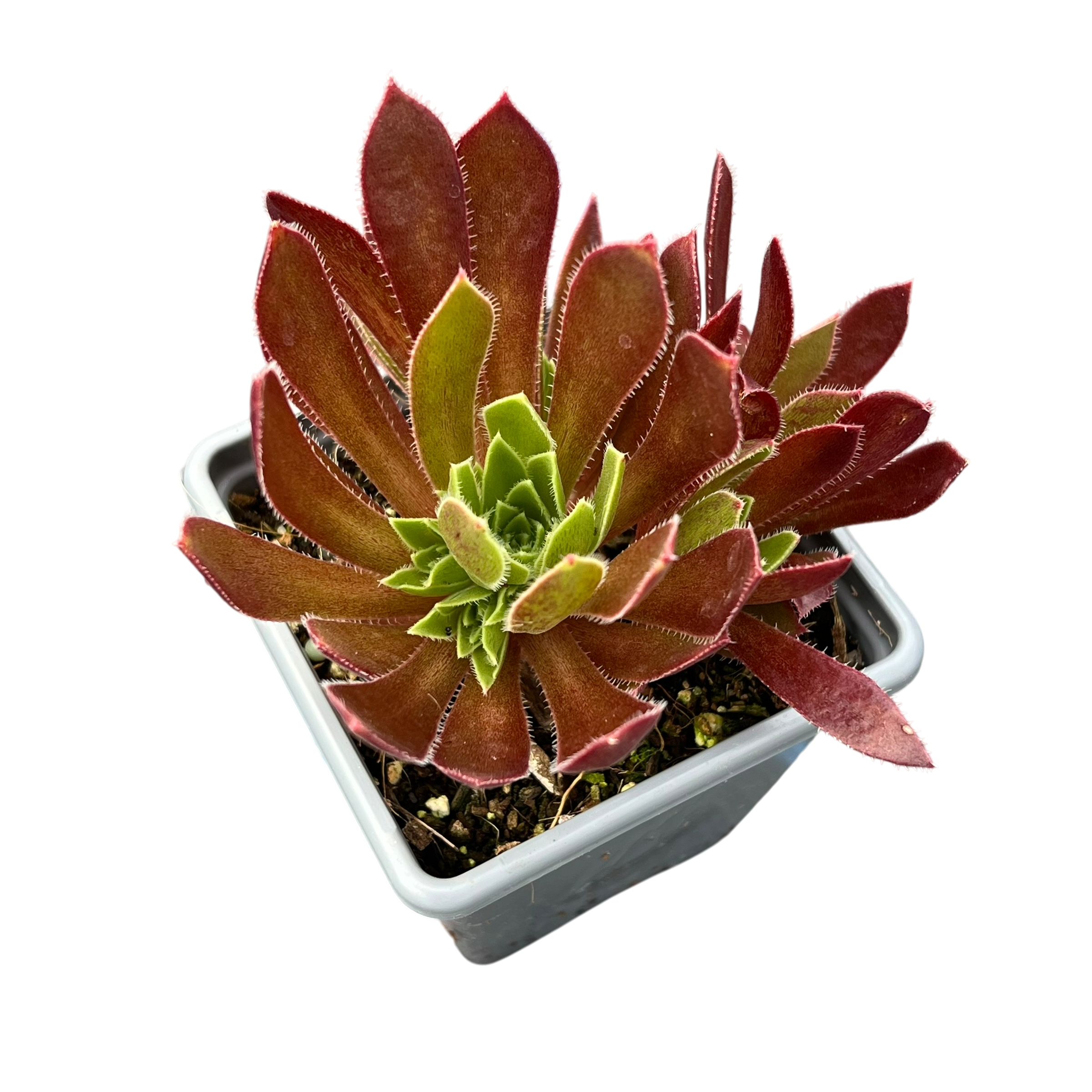 Aeonium 'Cornish Tribute'