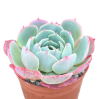 Echeveria secunda ISI 2001-30