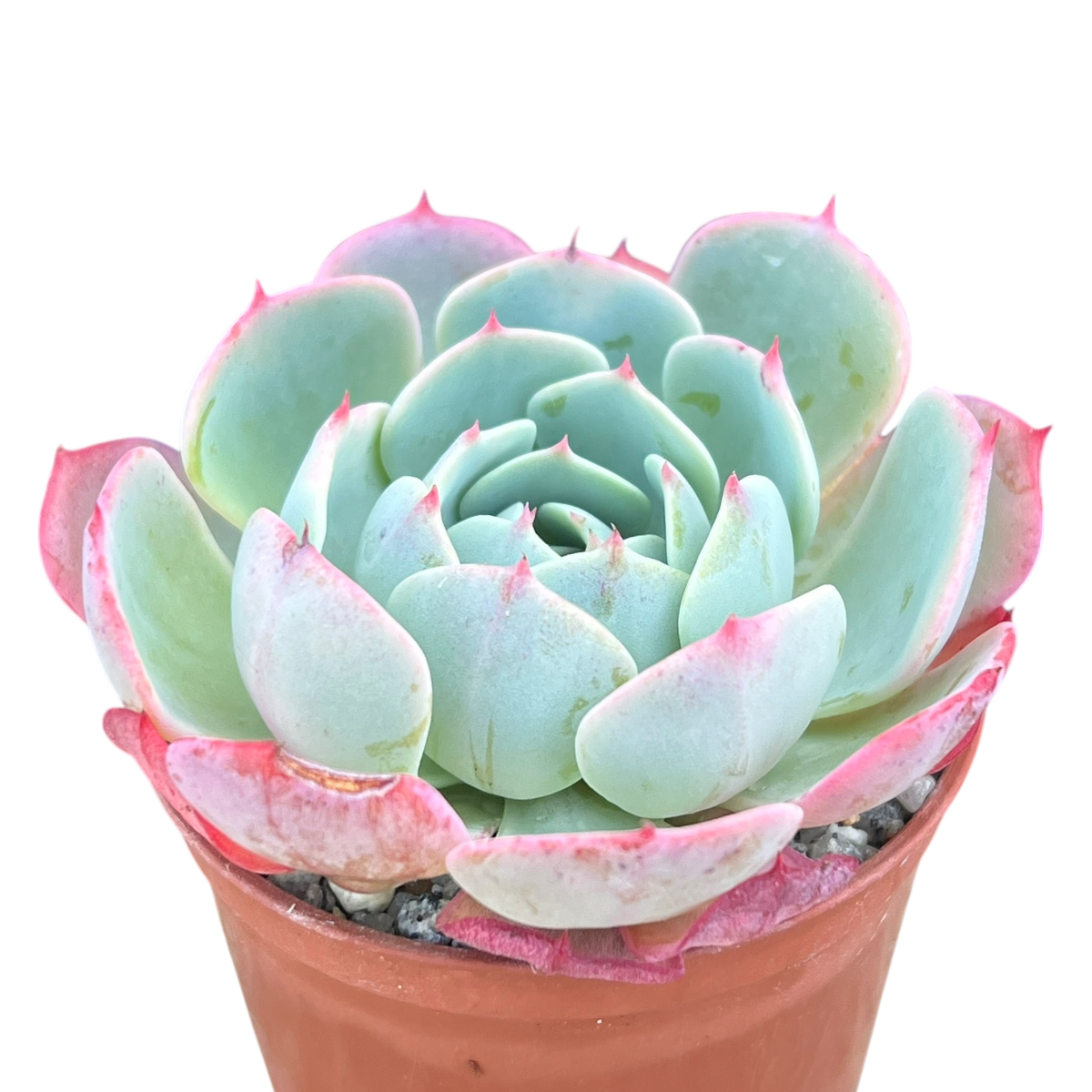 Echeveria secunda ISI 2001-30