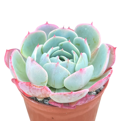 Echeveria secunda ISI 2001-30