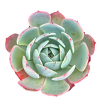 Echeveria secunda ISI 2001-30