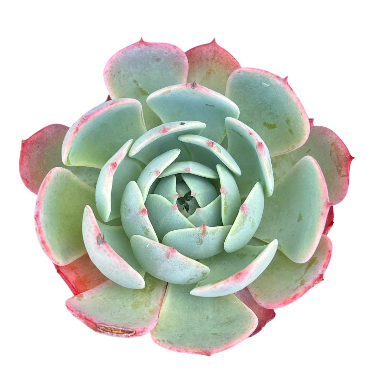 Echeveria secunda ISI 2001-30