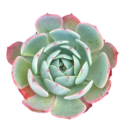 Echeveria secunda ISI 2001-30