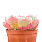 Echeveria secunda ISI 2001-30