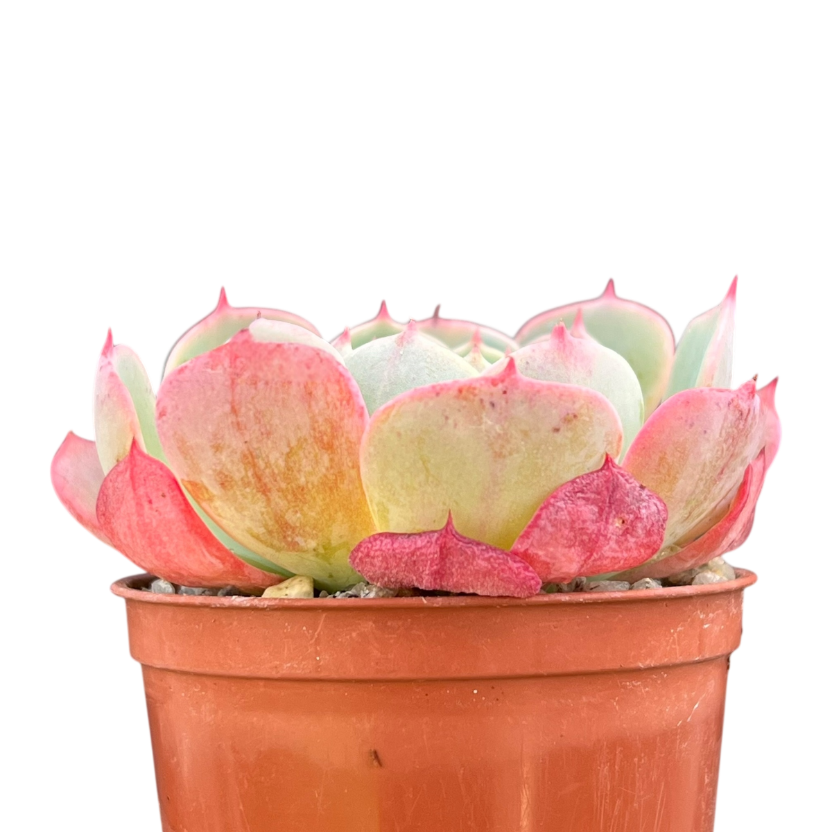 Echeveria secunda ISI 2001-30
