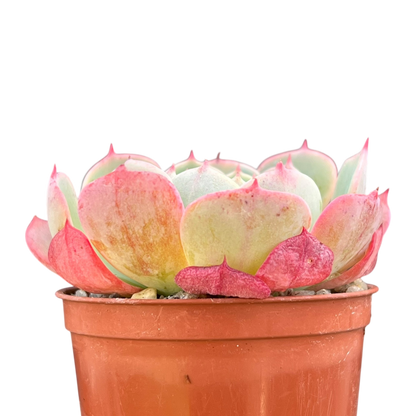 Echeveria secunda ISI 2001-30