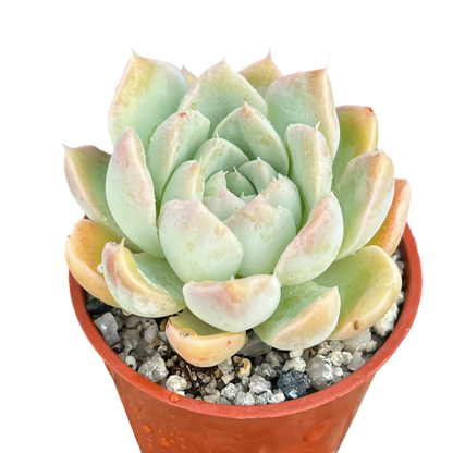Echeveria sanchez-mejoradae