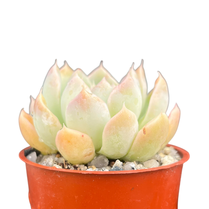 Echeveria sanchez-mejoradae