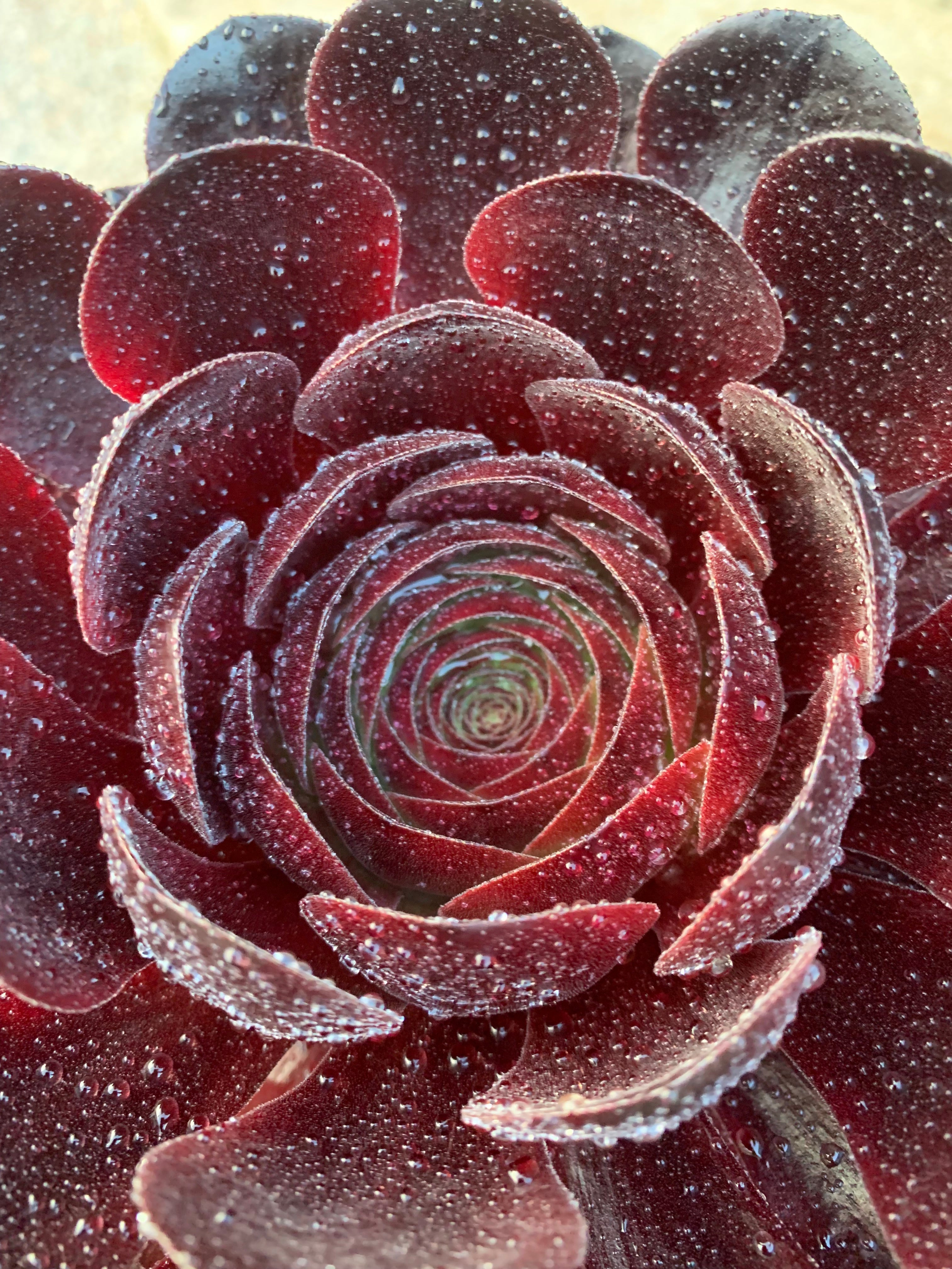 destiny succulent x Semponium 'Destiny' – Surreal Succulents