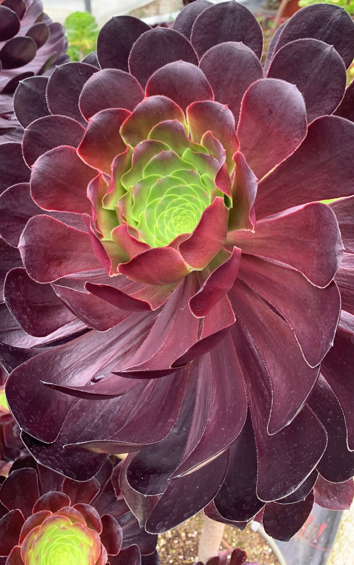 succulents dark purple Aeonium 'Deep Purple' – Surreal Succulents