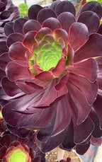 Aeonium 'Deep Purple'