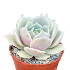 Echeveria jovibar