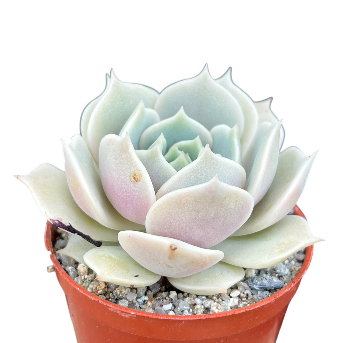 Echeveria jovibar